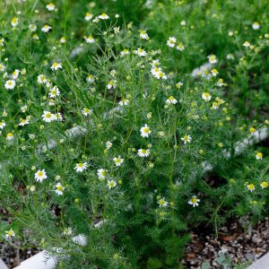 chamomile plant homegrown herbalist
