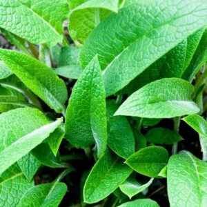 comfrey leaves homegrown herbalist