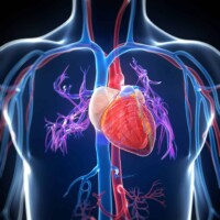 Blood, Heart, and Lymphatic Capsules
