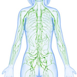 lymphatic system female