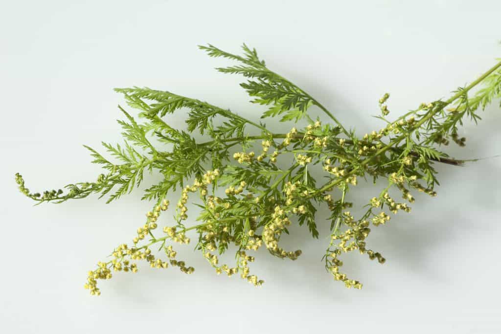 artemisia annua homegrown herbalist