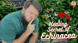 secrets of healing echinacea