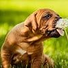 Funny Rhodesian Ridgeback puppy licking dandelion seeds