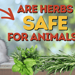 new blog post doc jones are herbs safe for animals? read here.