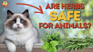 new blog post doc jones are herbs safe for animals? read here.